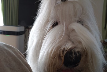 オールドイングリッシュシープドッグ