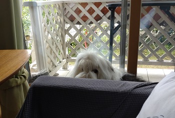 オールドイングリッシュシープドッグ　画像