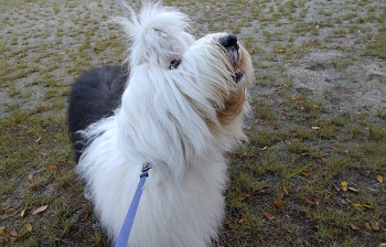 オールドイングリッシュシープドッグ　画像