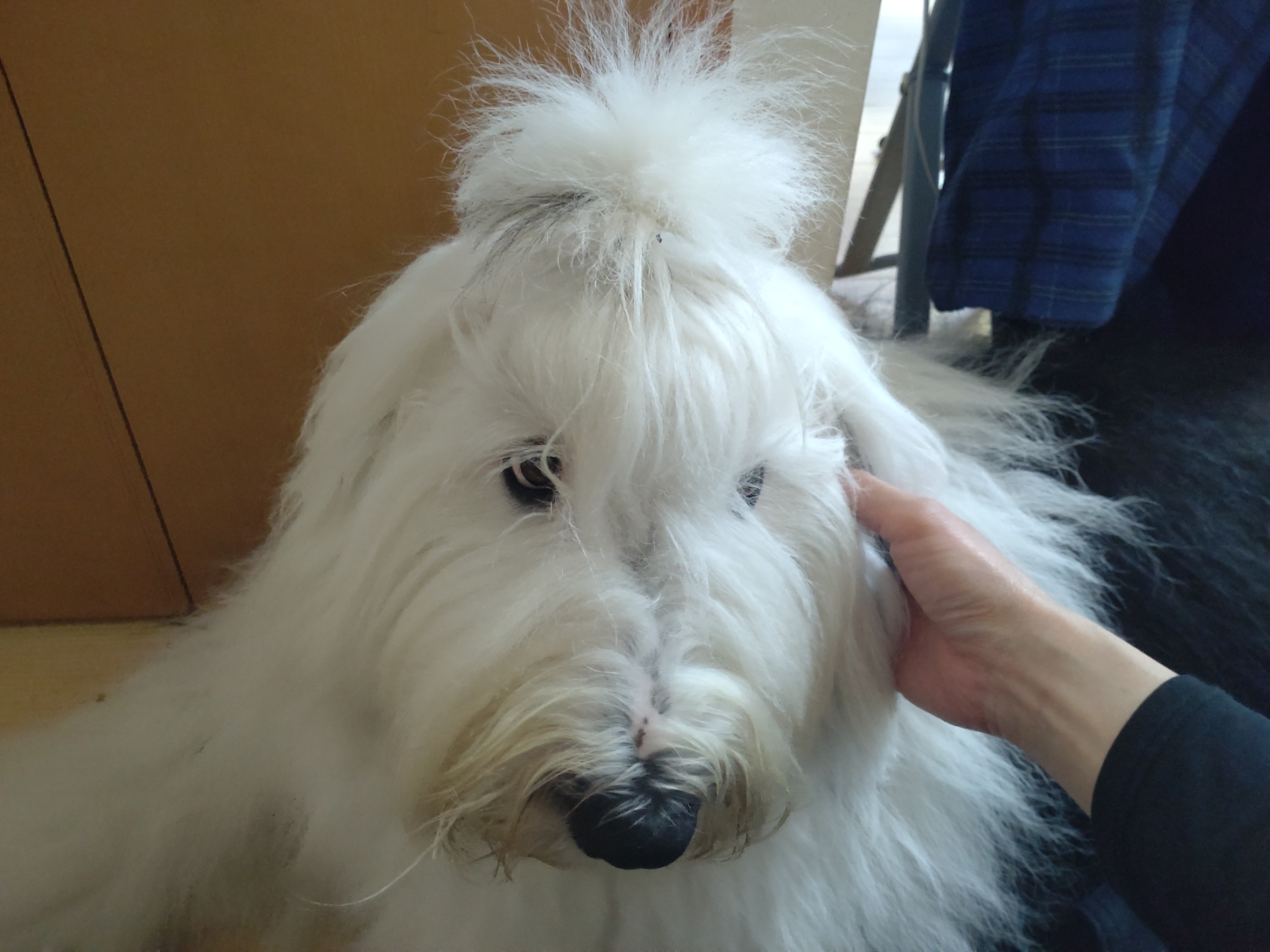 オールドイングリッシュシープドッグ　画像