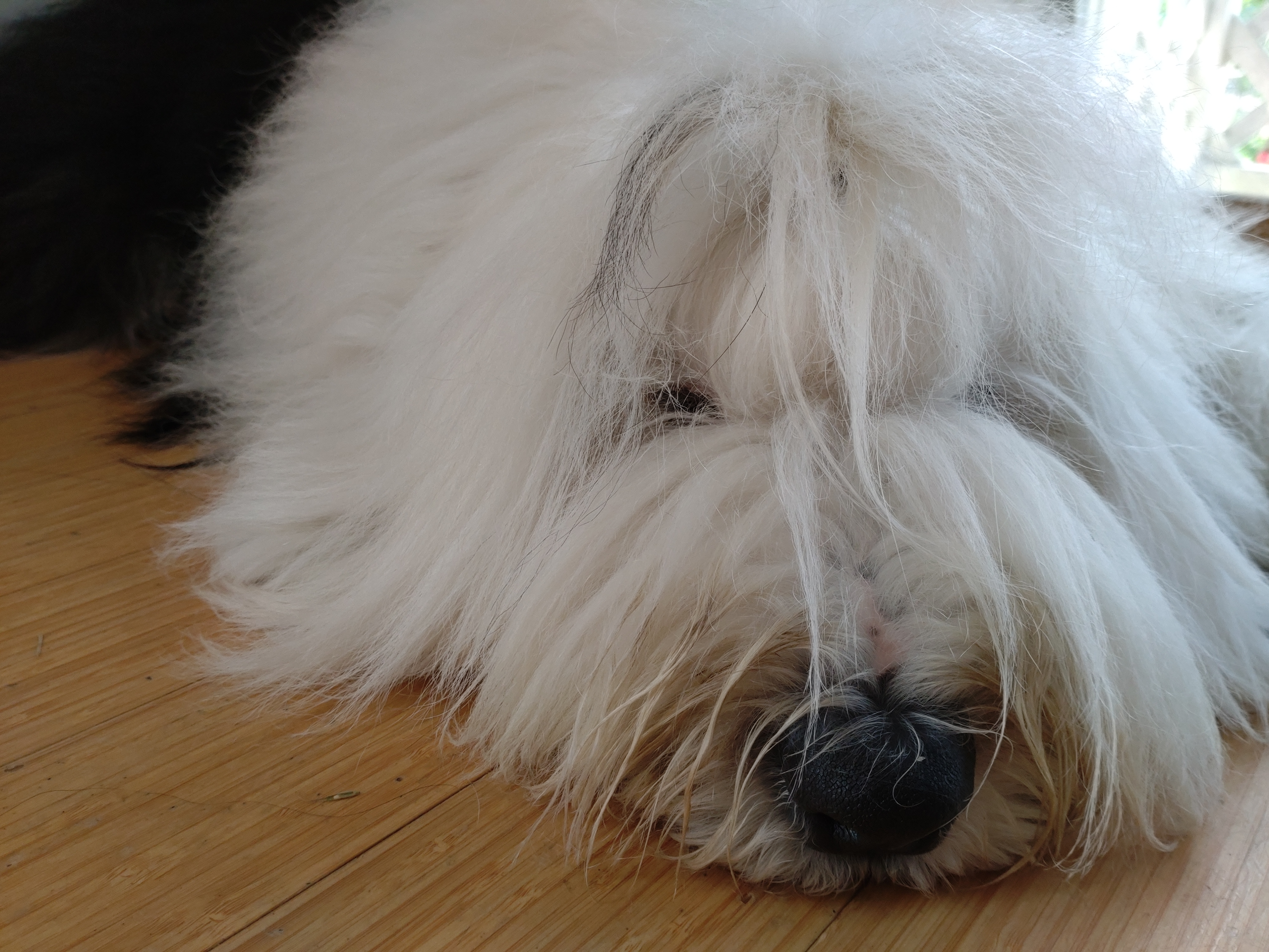 オールドイングリッシュシープドッグ　画像