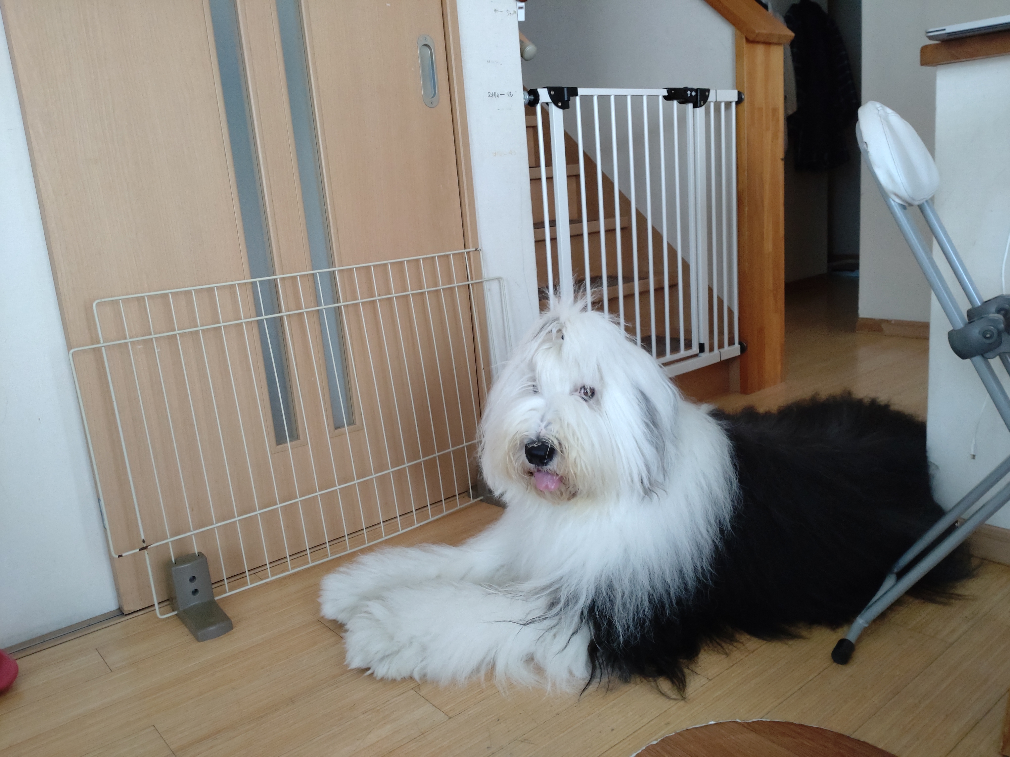 オールドイングリッシュシープドッグ　画像