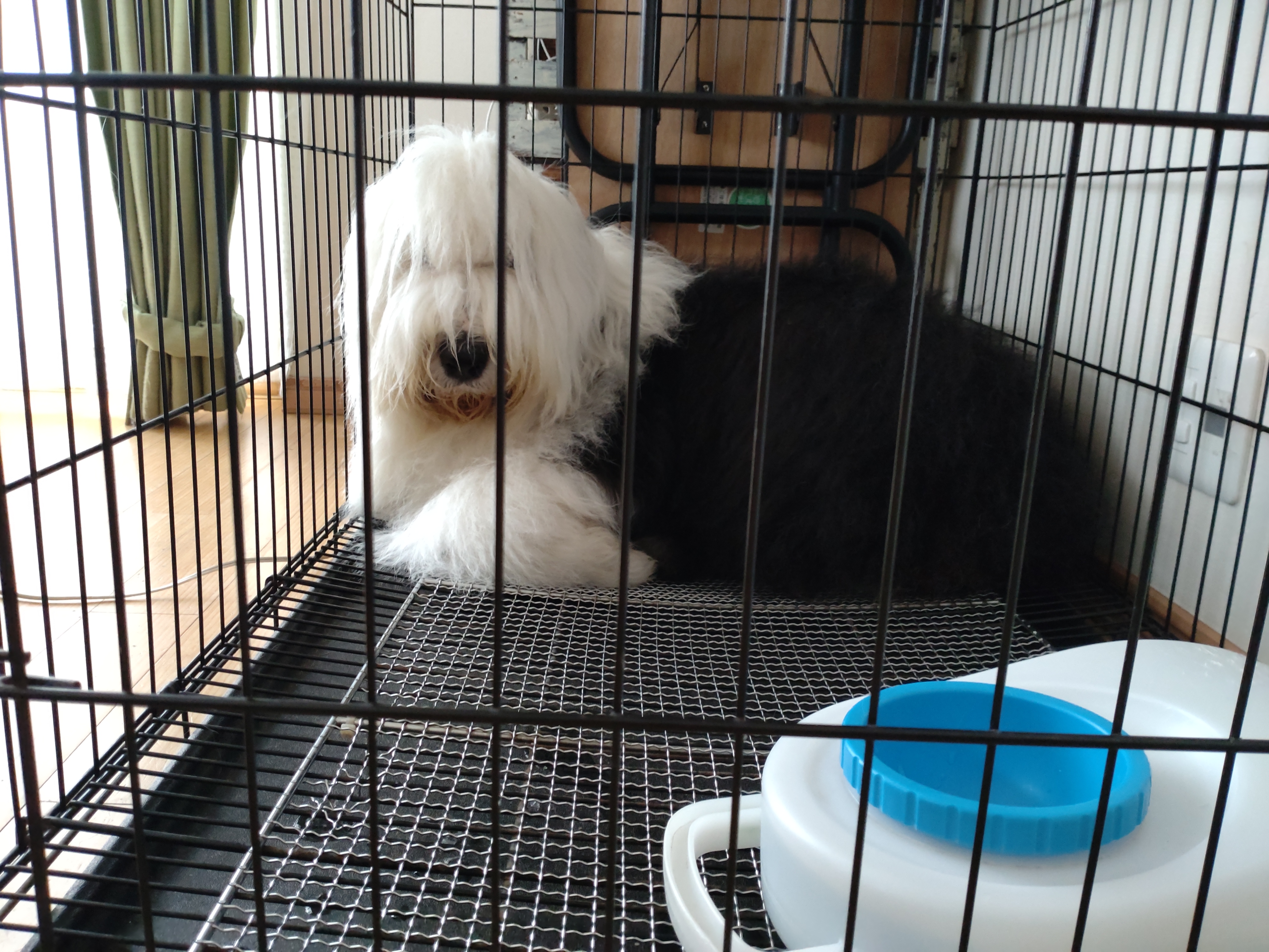 オールドイングリッシュシープドッグ　画像