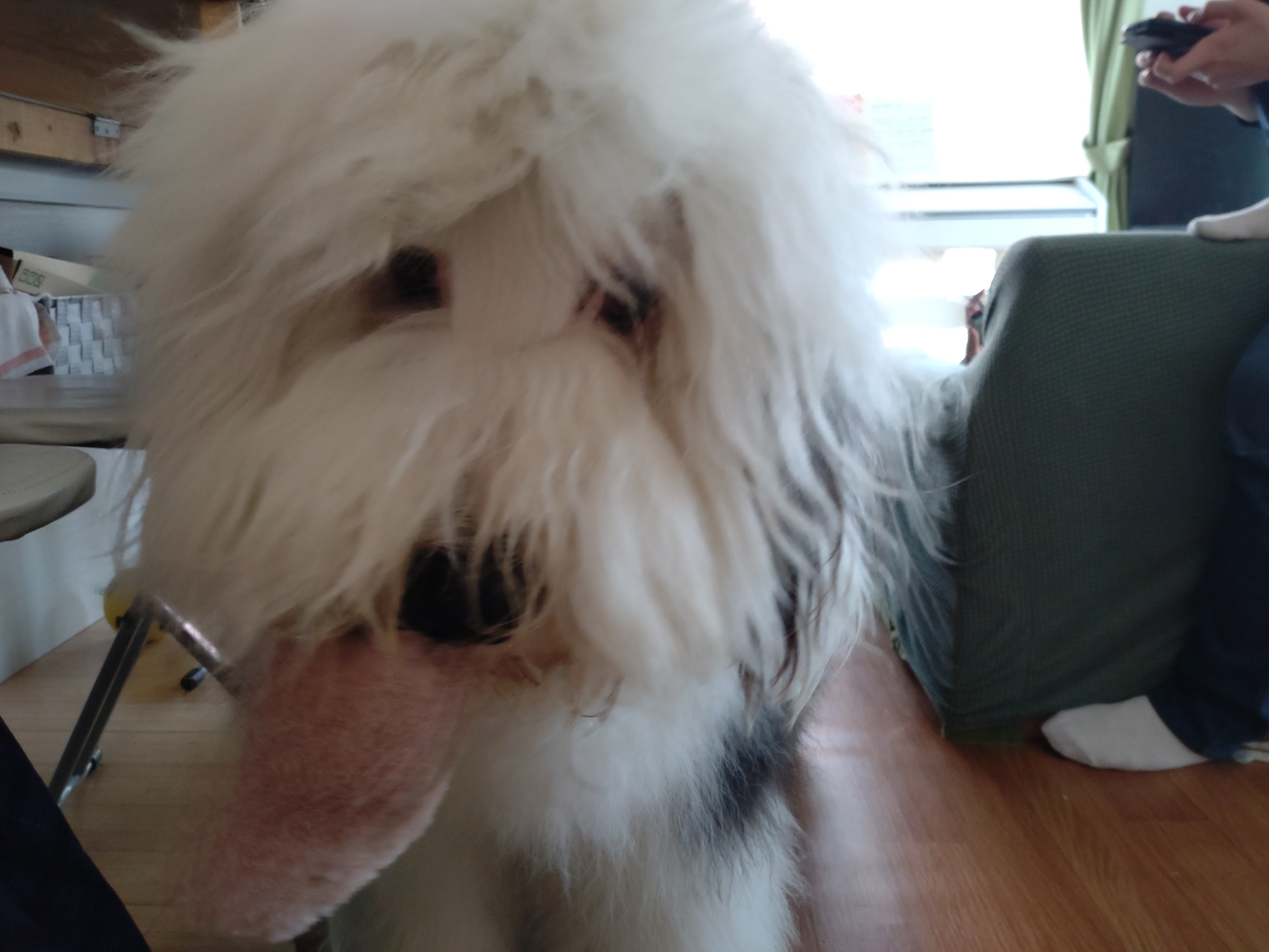 オールドイングリッシュシープドッグ　画像