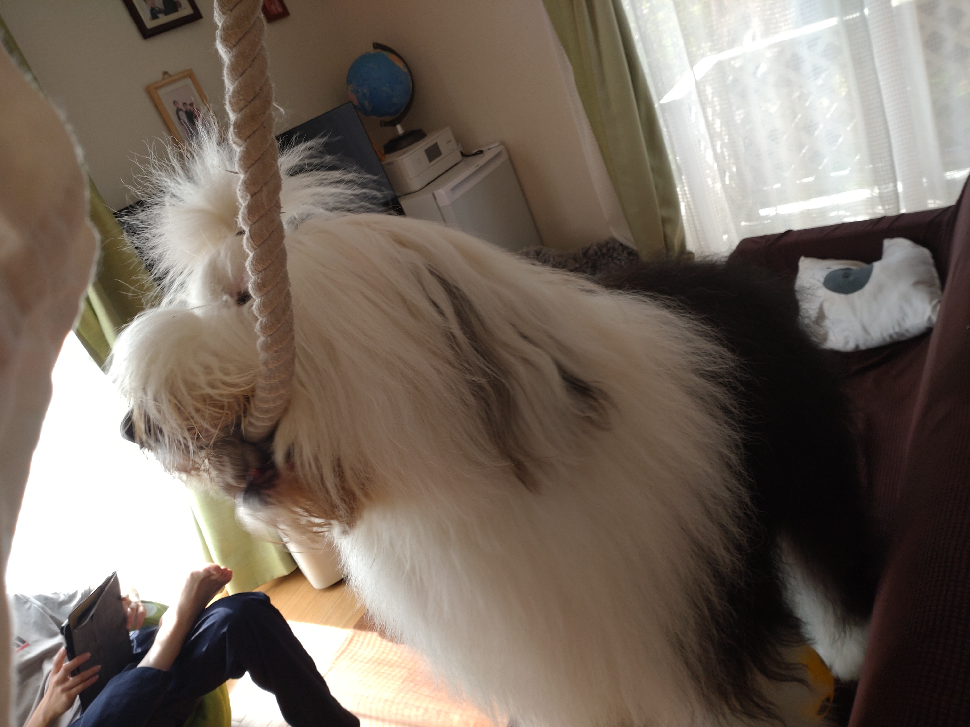 オールドイングリッシュシープドッグ　画像