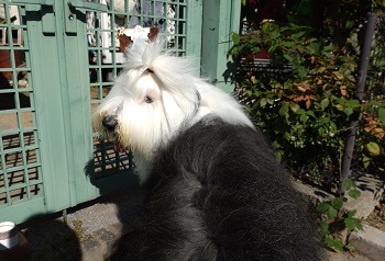 オールドイングリッシュシープドッグ　画像