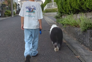 オールドイングリッシュシープドッグ　画像