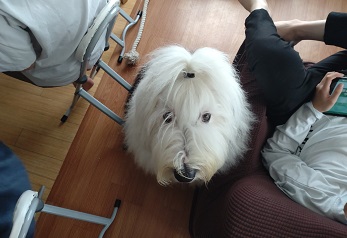 オールドイングリッシュシープドッグ　画像