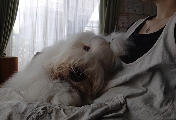 オールドイングリッシュシープドッグ　画像