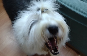 オールドイングリッシュシープドッグ　画像