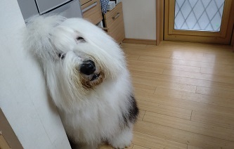 オールドイングリッシュシープドッグ　画像