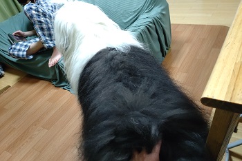 オールドイングリッシュシープドッグ　画像