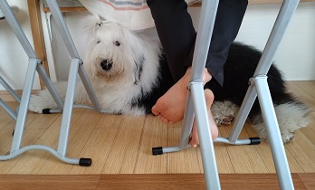 オールドイングリッシュシープドッグ　画像