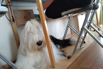 オールドイングリッシュシープドッグ