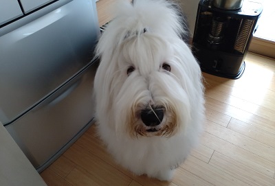 オールドイングリッシュシープドッグ