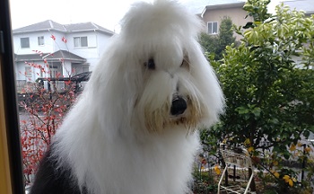 オールドイングリッシュシープドッグ