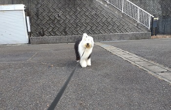 オールドイングリッシュシープドッグ