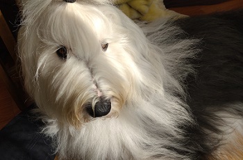 オールドイングリッシュシープドッグ