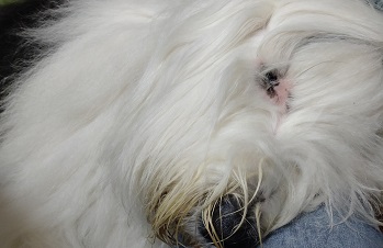 オールドイングリッシュシープドッグ