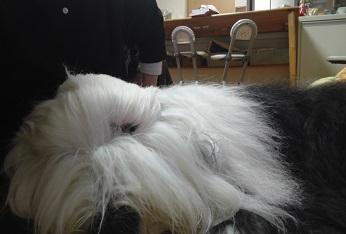 オールドイングリッシュシープドッグ