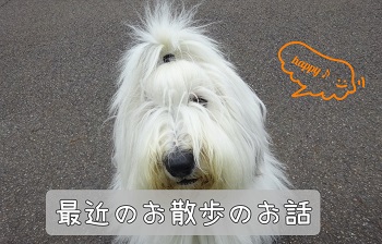 オールドイングリッシュシープドッグ　写真