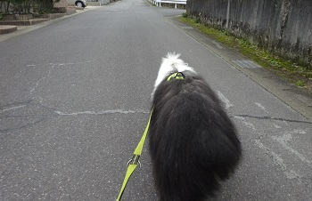 オールドイングリッシュシープドッグ