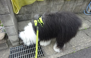 オールドイングリッシュシープドッグ