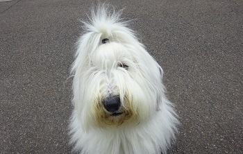 オールドイングリッシュシープドッグ