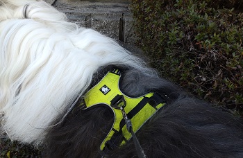 オールドイングリッシュシープドッグ