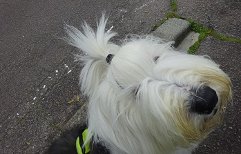 オールドイングリッシュシープドッグ