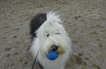 オールドイングリッシュシープドッグ