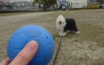 オールドイングリッシュシープドッグ