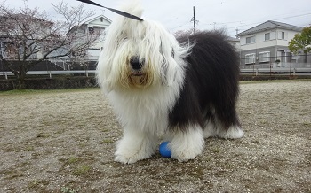 オールドイングリッシュシープドッグ