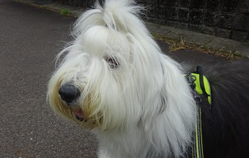 オールドイングリッシュシープドッグ