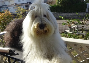 オールドイングリッシュシープドッグ