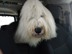 オールドイングリッシュシープドッグ