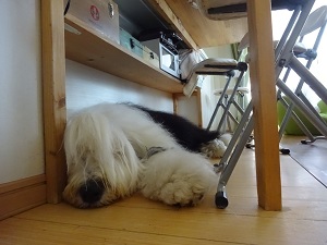 オールドイングリッシュシープドッグ