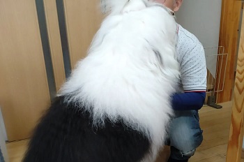 オールドイングリッシュシープドッグ　写真