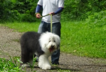 オールドイングリッシュシープドッグ　写真