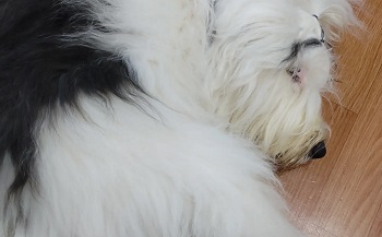 オールドイングリッシュシープドッグ　写真