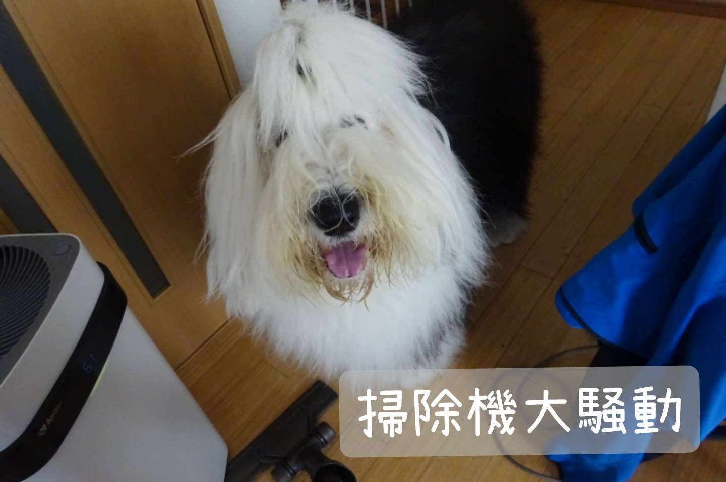 オールドイングリッシュシープドッグ　写真