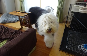 オールドイングリッシュシープドッグ　写真