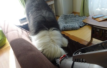 オールドイングリッシュシープドッグ　写真