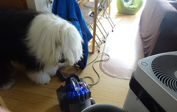 オールドイングリッシュシープドッグ　写真