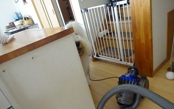 オールドイングリッシュシープドッグ　写真