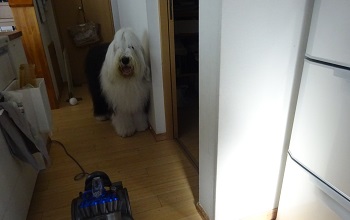 オールドイングリッシュシープドッグ　写真