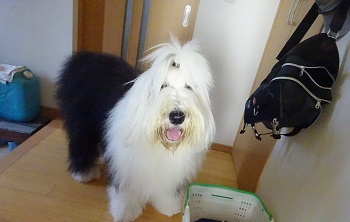 オールドイングリッシュシープドッグ　写真