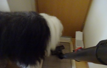 オールドイングリッシュシープドッグ　写真