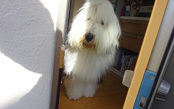 オールドイングリッシュシープドッグ　写真