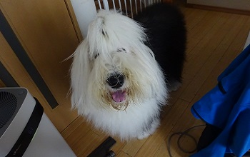 オールドイングリッシュシープドッグ　写真